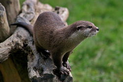 カワウソの可愛い写真